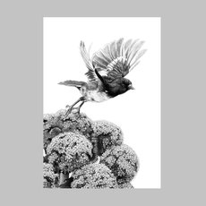 Megaherb Take Off Auckland Island Tomtit A4 Print-artists-and-brands-The Vault