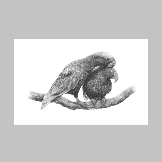 Manaaki Kaka A3 Print