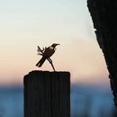 Metalbird Steel Mini Tui