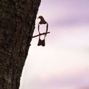 Metalbird Steel Mini Kereru