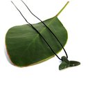 Pounamu Pendant Iti Taonga Tohora