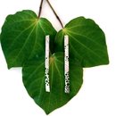 Spindrift Drop Earrings Long