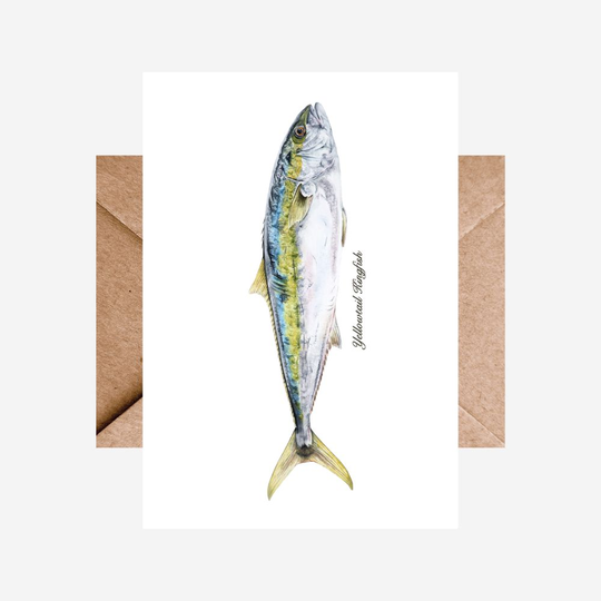 Card Kingfish Single