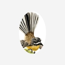 Gift Tag Fantail