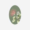 Gift Tag Pohutukawa