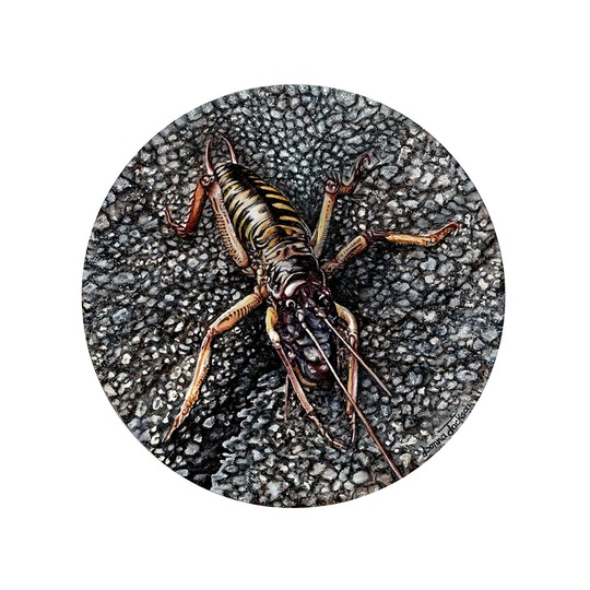 Te Weta Original Watercolour