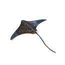 Single Stingray Medium