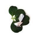 Fantail Brooch Silver