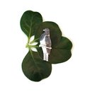 Kereru Brooch Silver