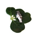 Kereru Brooch Silver
