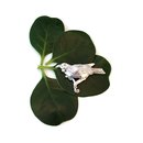 Tui Brooch Silver