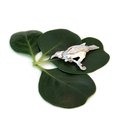 Tui Brooch Silver