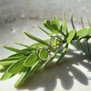 Fern Huggie Silver