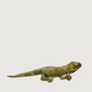 Trevor the Tuatara