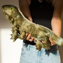 Trevor the Tuatara