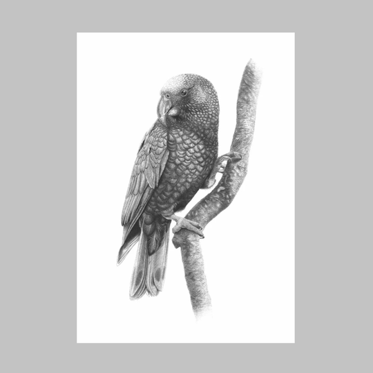 Kaka Revival A4 Print