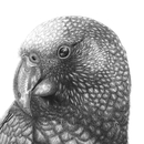 Kaka Revival A4 Print