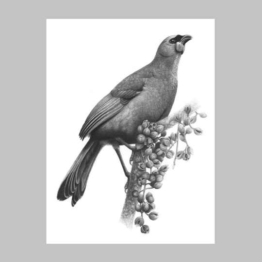 Kokako and Kohekohe A3 Print