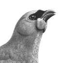 Kokako and Kohekohe A3 Print
