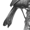Kokako and Kohekohe A3 Print