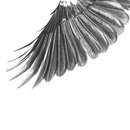 Flying Free Tui A3 Print