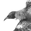 Flying Free Tui A4 Print