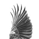 Flying Free Tui A4 Print