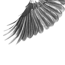 Flying Free Tui A4 Print