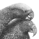 Manaaki Kaka A3 Print