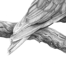 Manaaki Kaka A3 Print