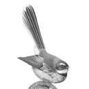 Fantail Friends A3 Print