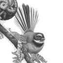 Fantail Friends A3 Print