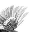 Megaherb Take Off Auckland Island Tomtit A3 Print