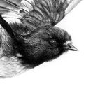 Megaherb Take Off Auckland Island Tomtit A4 Print