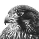 Fearless Falcon A3 Print
