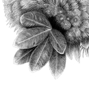 Pohutukawa Perch A3 Print