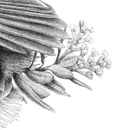 Pohutukawa Perch A3 Print