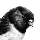 Talkative Tomtit A3 Print