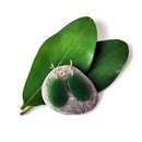 Pounamu Earrings Silver Hooks