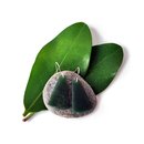 Pounamu Earrings Silver Hooks