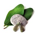 Pounamu Earrings Silver Hooks 