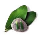 Pounamu Earrings Silver Hooks