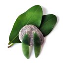 Pounamu Earrings Silver Hooks 