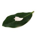 Large Fern Pin Silver
