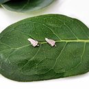 Fern Studs Silver
