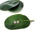 Paua Oval Studs Silver