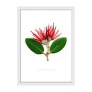 Pohutukawa Portrait Print A2 Framed Wh 