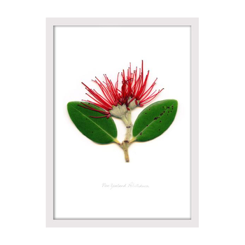 Pohutukawa Portrait Print A2 Framed Wh 