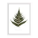 Green Silver Fern Print Small