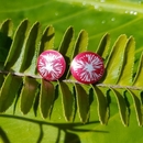 Alum Pohutukawa Studs Ruby